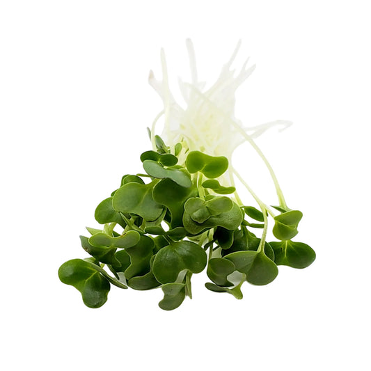 Broccoli  Microgreen